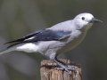 Clark's Nutcracker
