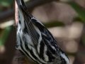 Black-and-white Warbler
