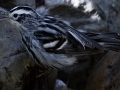 Black-and-white Warbler