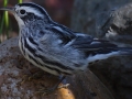 Black-and-white Warbler