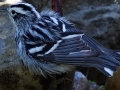 Black-and-white Warbler