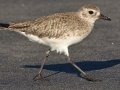 Black-bellied Plover