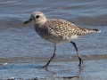 Black-bellied Plover