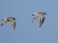 Black-bellied Plover