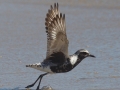 Black-bellied Plover