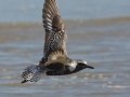 Black-bellied Plover