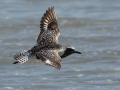 Black-bellied Plover