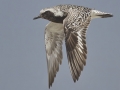 Black-bellied Plover