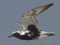 Black-bellied Plover