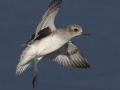 Black-bellied Plover