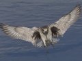 Black-bellied Plover