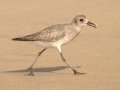 Black-bellied Plover - Seacoast Drive, South End