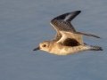 Black-bellied Plover - Bolsa Chica Ecological Reserve