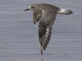 Black-bellied Plover