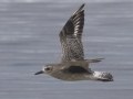 Black-bellied Plover