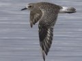 Black-bellied Plover