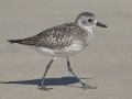 Black-bellied Plover
