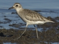 Black-bellied Plover