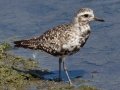 Black-bellied Plover