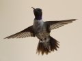 Black-chinned Hummingbird