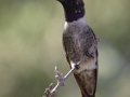 Black-chinned Hummingbird