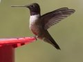 Black-chinned Hummingbird