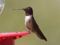 Black-chinned Hummingbird