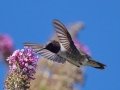 Black-chinned Hummingbird