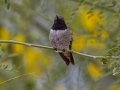 Black-chinned Hummingbird