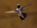 Black-chinned Hummingbird