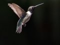 Black-chinned Hummingbird