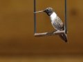 Black-chinned Hummingbird