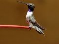 Black-chinned Hummingbird