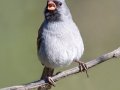 Black-chinned Sparrow