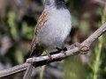 Black-chinned Sparrow