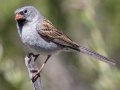 Black-chinned Sparrow
