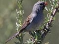 Black-chinned Sparrow