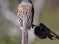 Black-chinned Sparrow