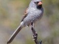 Black-chinned Sparrow