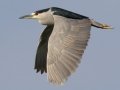 Black-crowned Night-Heron