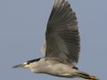 Black-crowned Night-Heron