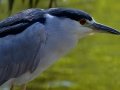 Black-crowned Night-Heron
