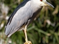 Black-crowned Night-Heron