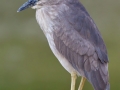 Black-crowned Night-Heron