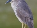 Black-crowned Night-Heron