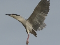 Black-crowned Night-Heron