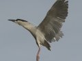 Black-crowned Night-Heron