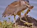 Black-crowned Night-Heron