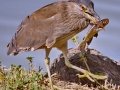 Black-crowned Night-Heron