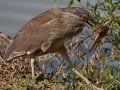 Black-crowned Night-Heron